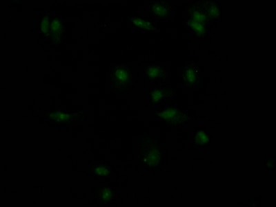 Insulin R/CD220 Antibody (4B2)