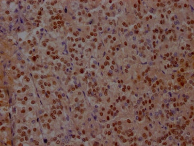 Islet-1 Antibody (1A1)