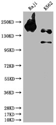 SHIP Antibody (9G11)