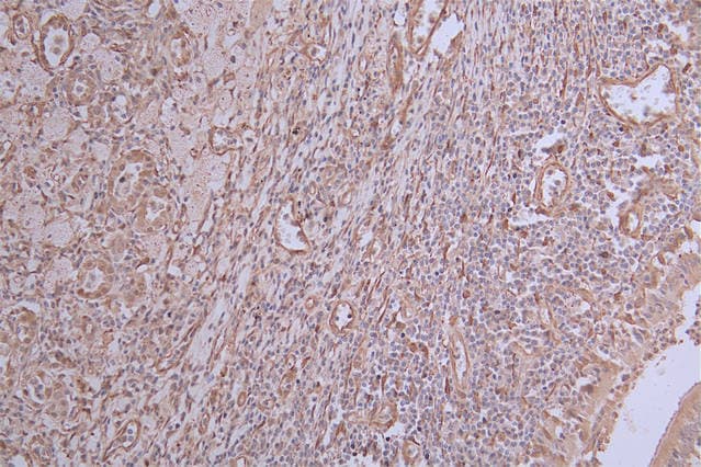 INMT Antibody (31G7)