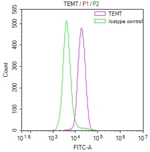 INMT Antibody (31G7)