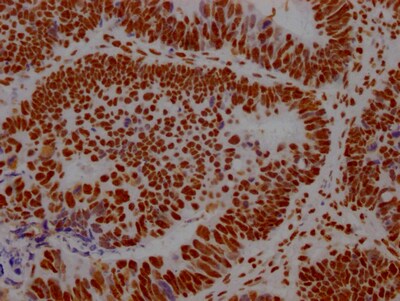 ILF3 Antibody (7H8)