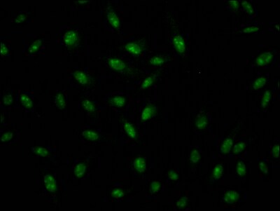 ILF3 Antibody (7H8)