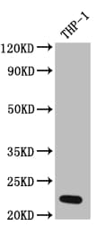 IL-23A/IL-23 P19 Antibody (1F6)