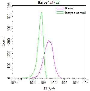Ikaros/IKZF1 Antibody (21E9)