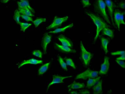 ID1 Antibody (2C7)