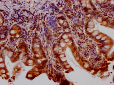 Huntingtin Antibody (6F2)