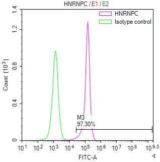 hnRNP C1 + C2 Antibody (9G1)