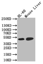 HNF-4 alpha/NR2A1 Antibody (10A7)