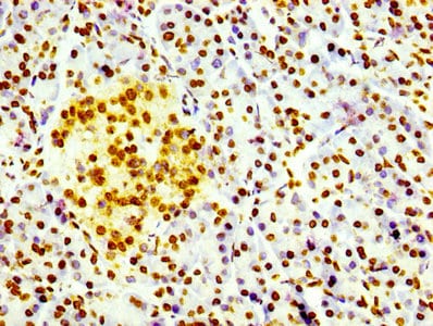 Histone H3.3 Antibody (4H2)