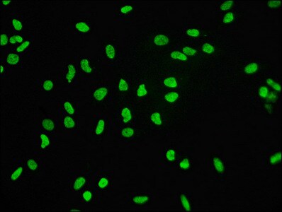 Histone H3.3 Antibody (4H2)
