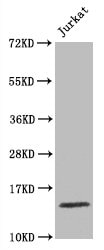 Histone H3.1 Antibody (27F2)