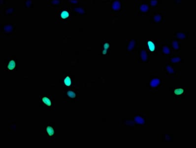 Histone H3.1 Antibody (27F2)