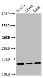 HIST1H2BK Antibody (4G10)