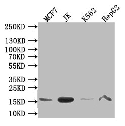 HIST1H3A Antibody (9G8)