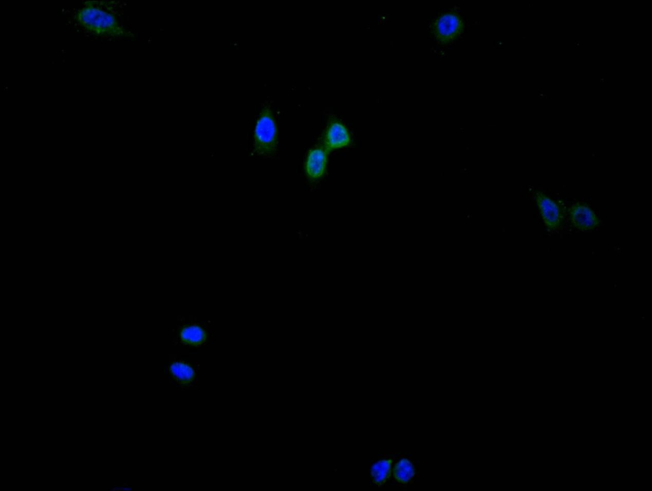 HIST1H3A Antibody (9G8)