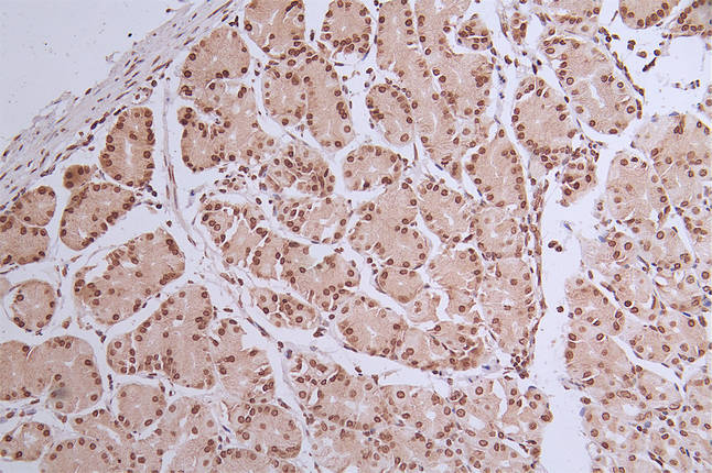 Histone H1.2 Antibody (16H4)