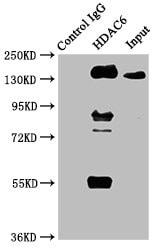 HDAC6 Antibody (2H12)