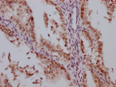 HDAC3 Antibody (4D4)