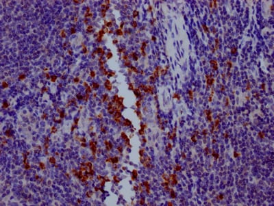 Granzyme B Antibody (6A1)