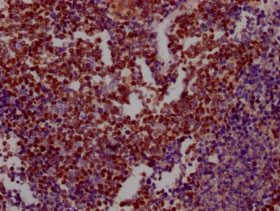 Ku80/XRCC5 Antibody (5G3)
