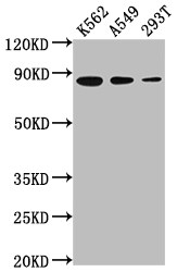 Ku80/XRCC5 Antibody (5G3)