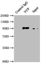 p97/VCP Antibody (5H12)