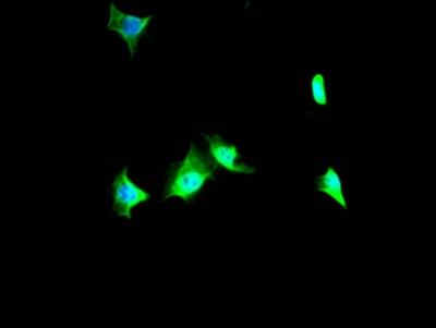 p97/VCP Antibody (5H12)