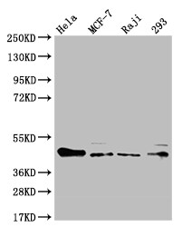 ULBP-1 Antibody (13C8)