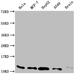 Thioredoxin-1 Antibody (3G7)