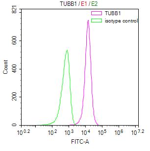 beta I Tubulin Antibody (16E2)