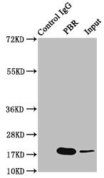 PBR Antibody (23G2)