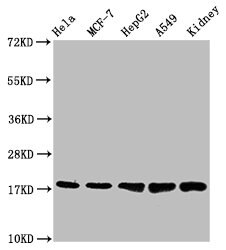 PBR Antibody (23G2)