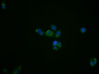PBR Antibody (23G2)