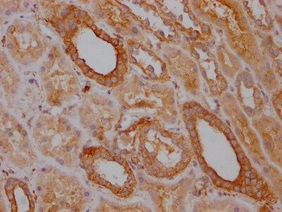 TRAF-2 Antibody (9A5)