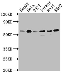 TRAF-2 Antibody (9A5)