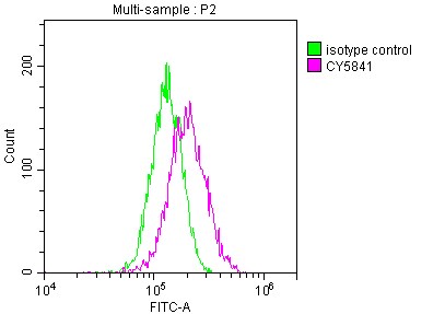 TRAF-2 Antibody (9A5)