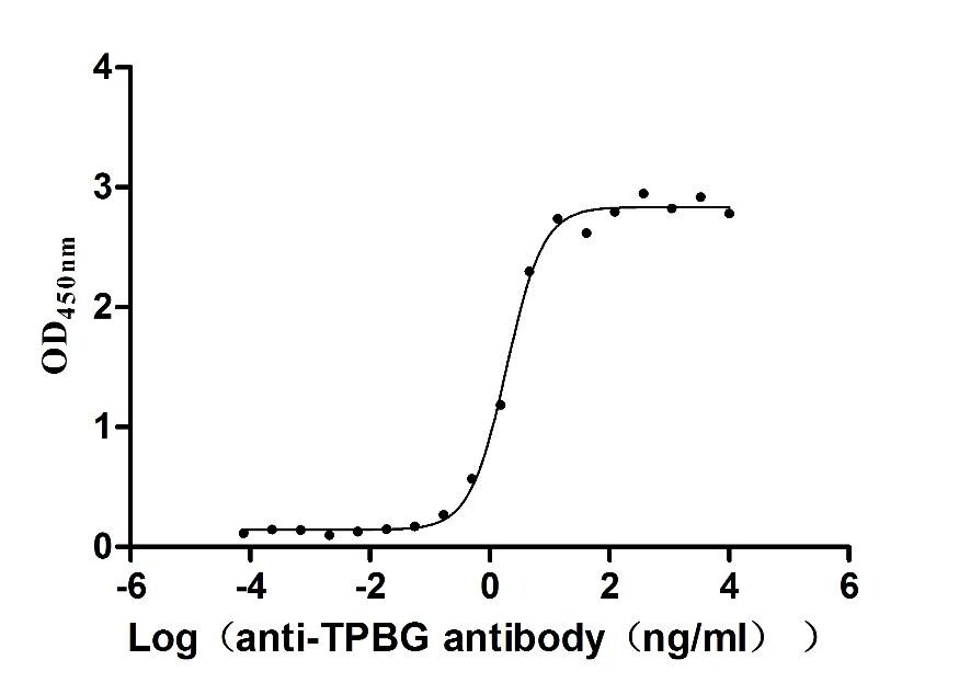 5T4 Antibody (13C3)