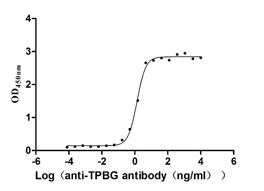 5T4 Antibody (13C3)