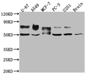 5T4 Antibody (6E9)