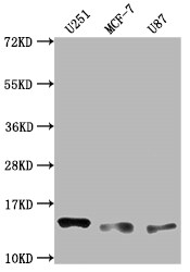 TWEAK R/TNFRSF12 Antibody (7H8)