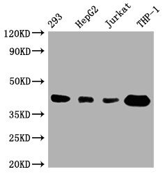 STING/TMEM173 Antibody (7C7)