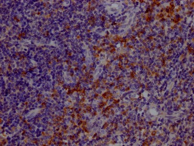 TLR7 Antibody (6E5)
