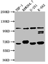 TLR5 Antibody (10D8)
