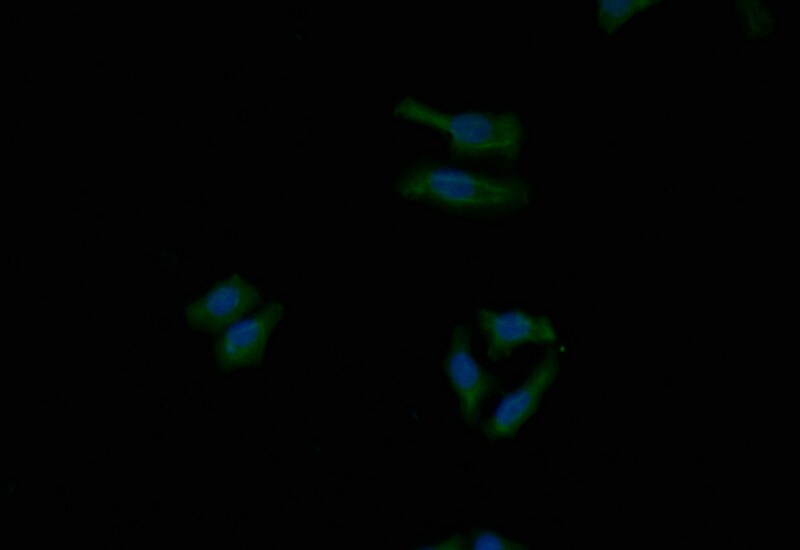 Themis Antibody (7G7)
