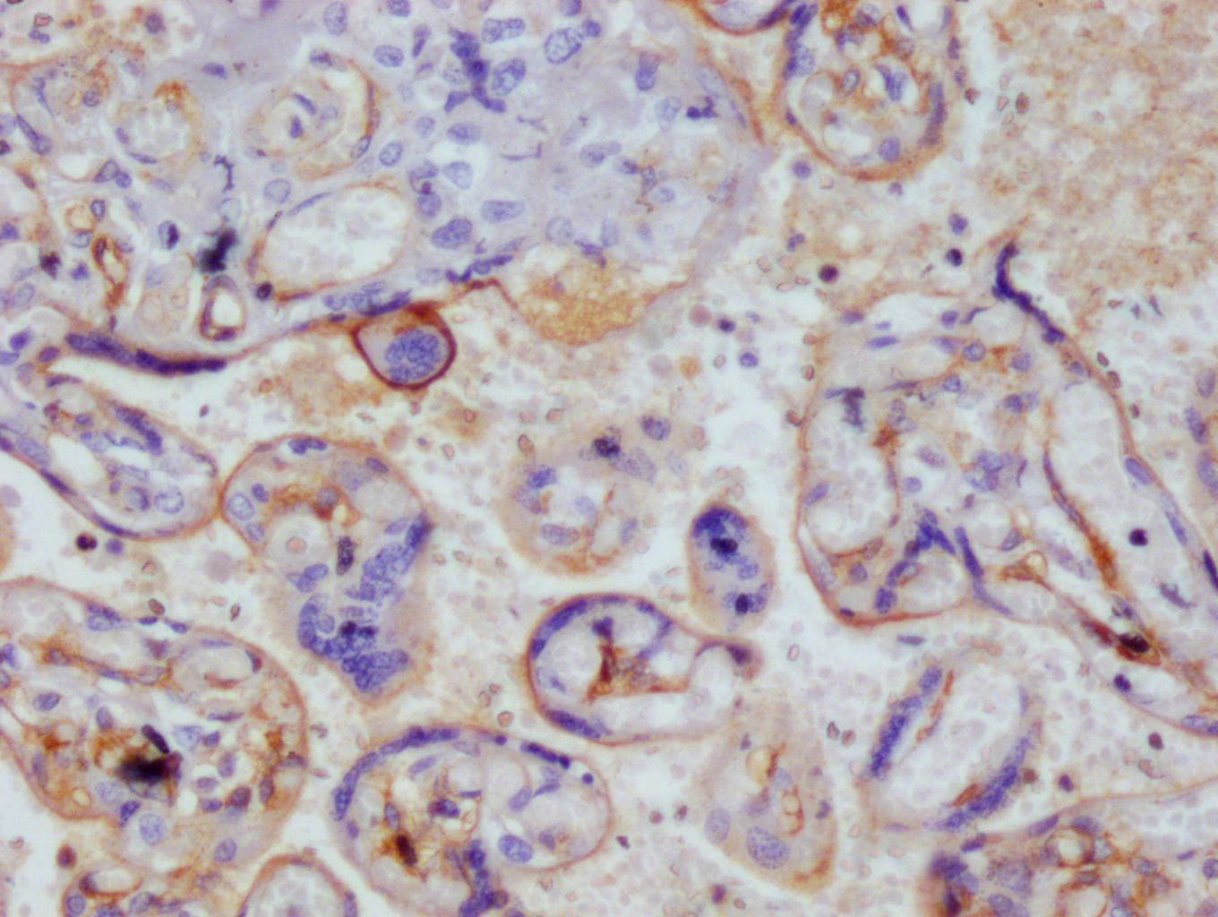 Thrombomodulin/BDCA-3 Antibody (15C7)