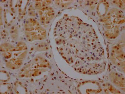 hnRNP-Q Antibody (9C7)
