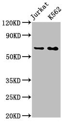 STI1 Antibody (3E4)