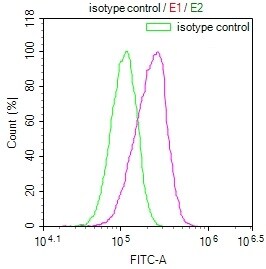 Serine racemase Antibody (12B2)