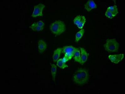 Src Antibody (21H5)